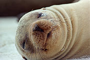 Picture 'Eq1_20_23 Galapagos Fur Seal, Galapagos, Espanola, Gardner Bay'